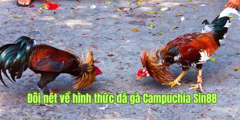 Giới thiệu về đá gà Campuchia