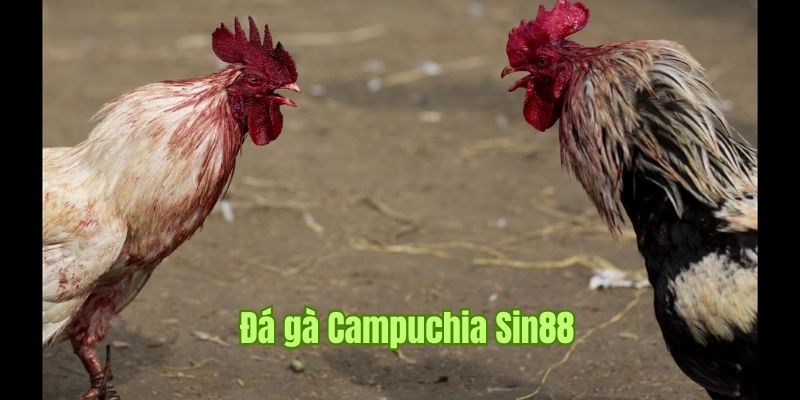 Đá Gà Campuchia Xem Trực Tiếp Và Đặt Cược An Toàn Cùng Sin88