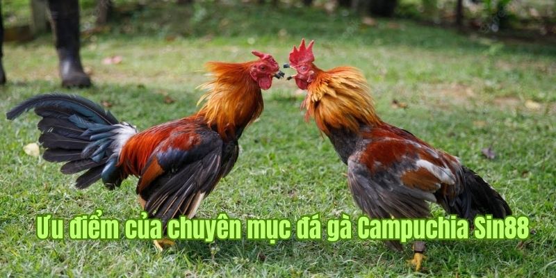 Ưu điểm từ loại hình đá gà Campuchia tại Sin88