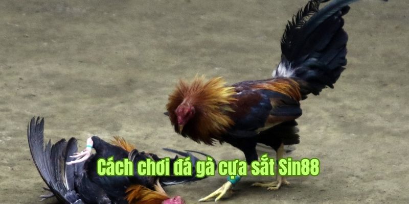 Sơ lược về cách chơi đá gà cựa sắt tại Sin88