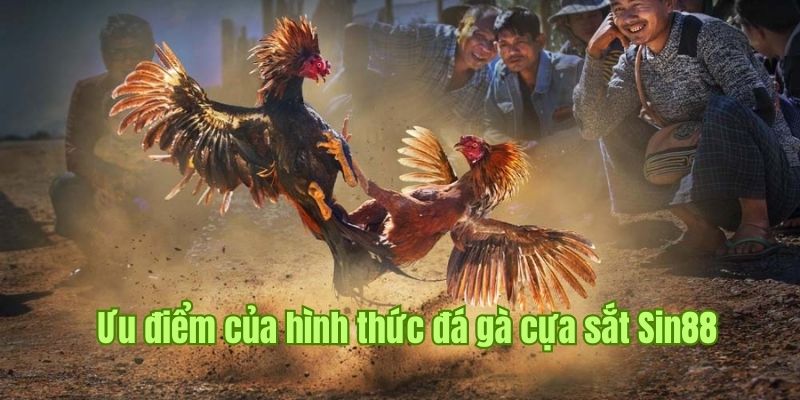 Một số ưu điểm nổi bật khi chọn đá gà cựa sắt