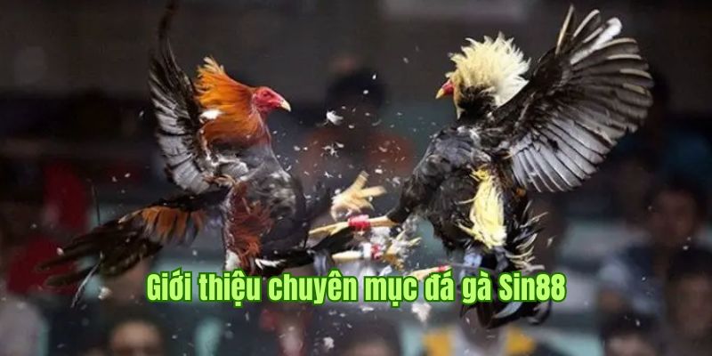 Giới thiệu sảnh cược đá gà Sin88 hấp dẫn và đỉnh cao số 1