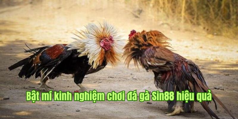 Kinh nghiệm cá cược đá gà Sin88 giúp newbie chiến thắng