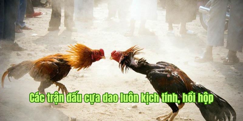 Thi đấu đá gà Sin88 hình thức cựa dao gay cấn