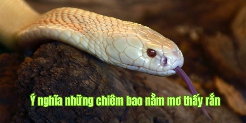 Sin88 cung cấp thông tin về điềm báo khi nằm mơ thấy rắn