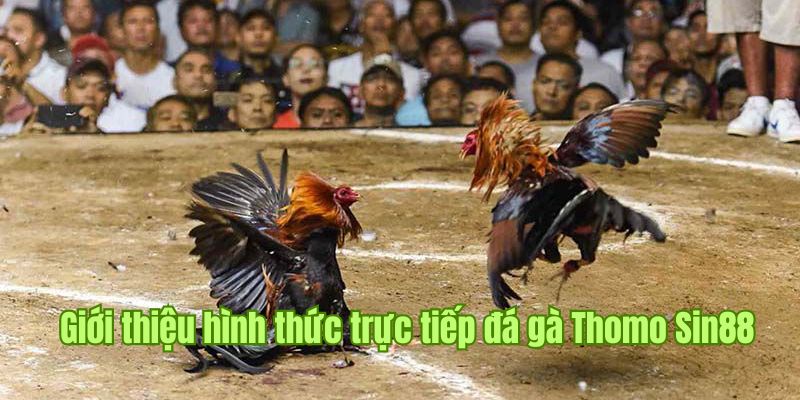 Giới thiệu hình thức đá gà Thomo trực tiếp hấp dẫn hàng đầu