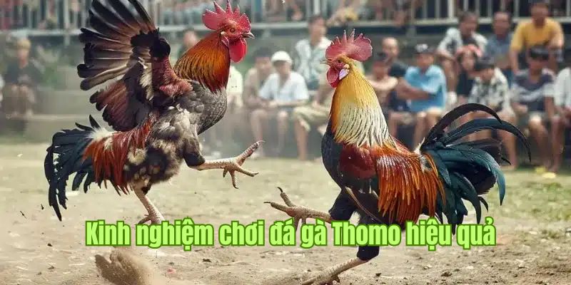 Chiến thuật đặt cược trực tiếp đá gà Thomo giúp bạn hốt bạc