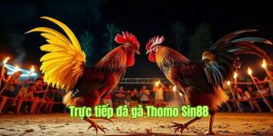 Trực Tiếp Đá Gà Thomo Sin88 - Sàn Cược Đỉnh Cao Số 1 Châu Á